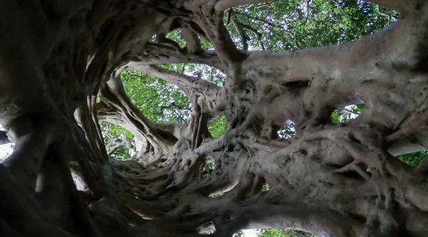 Λιάνα Που Καλύπτει Τον Κορμό Της Ficus Μέχρι Θάνατό Του — Φωτογραφία Αρχείου