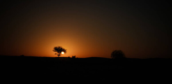 The sun rising through the branches of an acacia in the Sahara desert in Ennedi, Chad