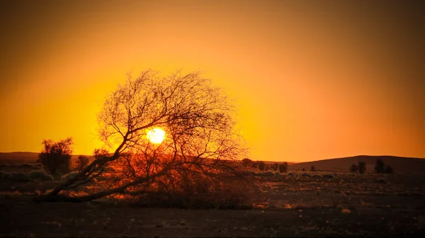 the sun rising through the branches of an acacia in the Sahara desert in Ennedi, Chad