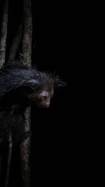 Night portrait of Daubentonia madagascariensis aka Aye-Aye lemur, Atsinanana region in Madagascar clipart