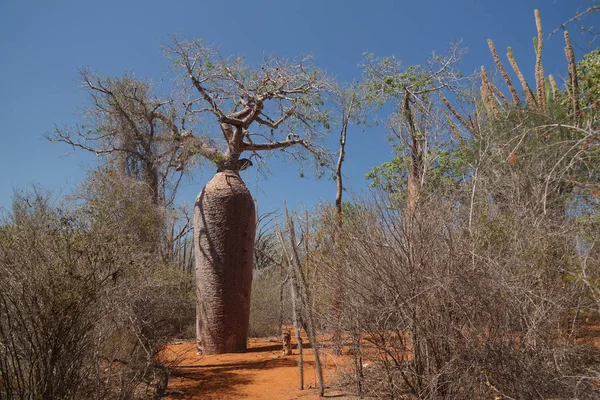 Paisagem Com Adansonia Grandidieri Baobab Árvore Parque Nacional Reniala Toliara — Fotografia de Stock