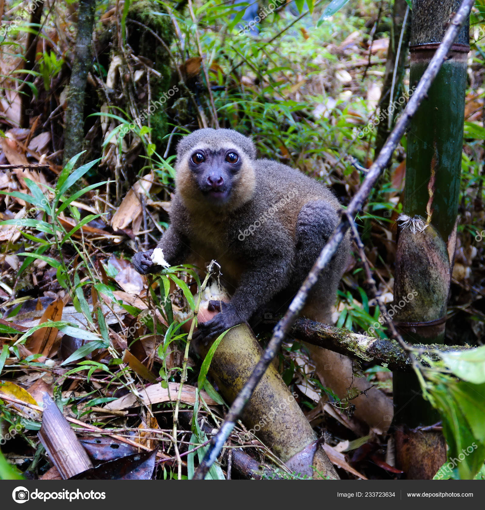 대나무 원숭이 Hapalemur Ranomafana 피아나 초상화 — 스톡 사진 © Homocosmicos #233723634, image size:1600x1680