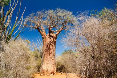 Baobab grandidieri baobap ağacı ile Reniala Milli Parkı, Toliara, Madagaskar manzara