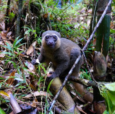 Yeme altın bambu lemur aka Hapalemur aureus, Ranomafana Milli Parkı, Fianarantsoa, madagascar portresi