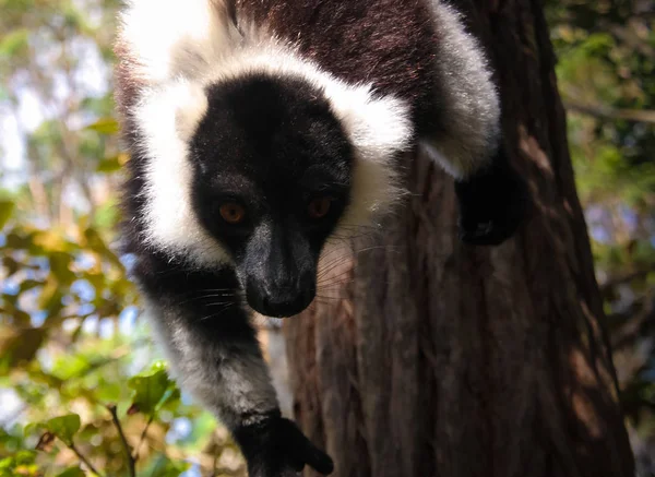 Портрет Черно Белого Лемура Известного Varecia Variegata Vari Lemur Дереве — стоковое фото