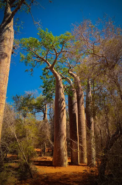 Krajobraz Adansonia Grandidieri Baobab Drzewa Park Narodowy Reniala Ecole Superieure — Zdjęcie stockowe