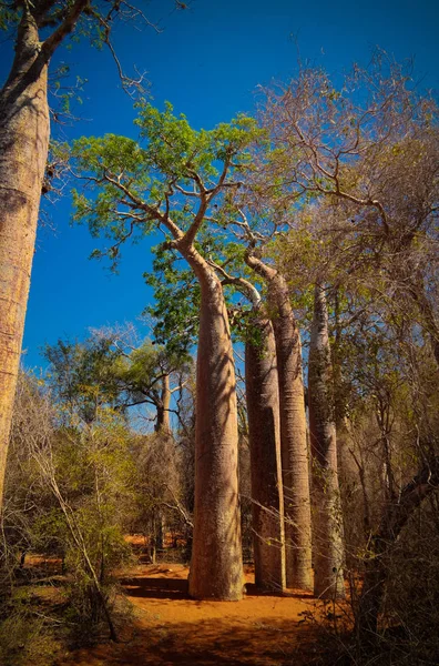 Landschaft Mit Adansonia Grandidieri Baobab Tree Reniala Nationalpark Toliara Madagascar — Stockfoto