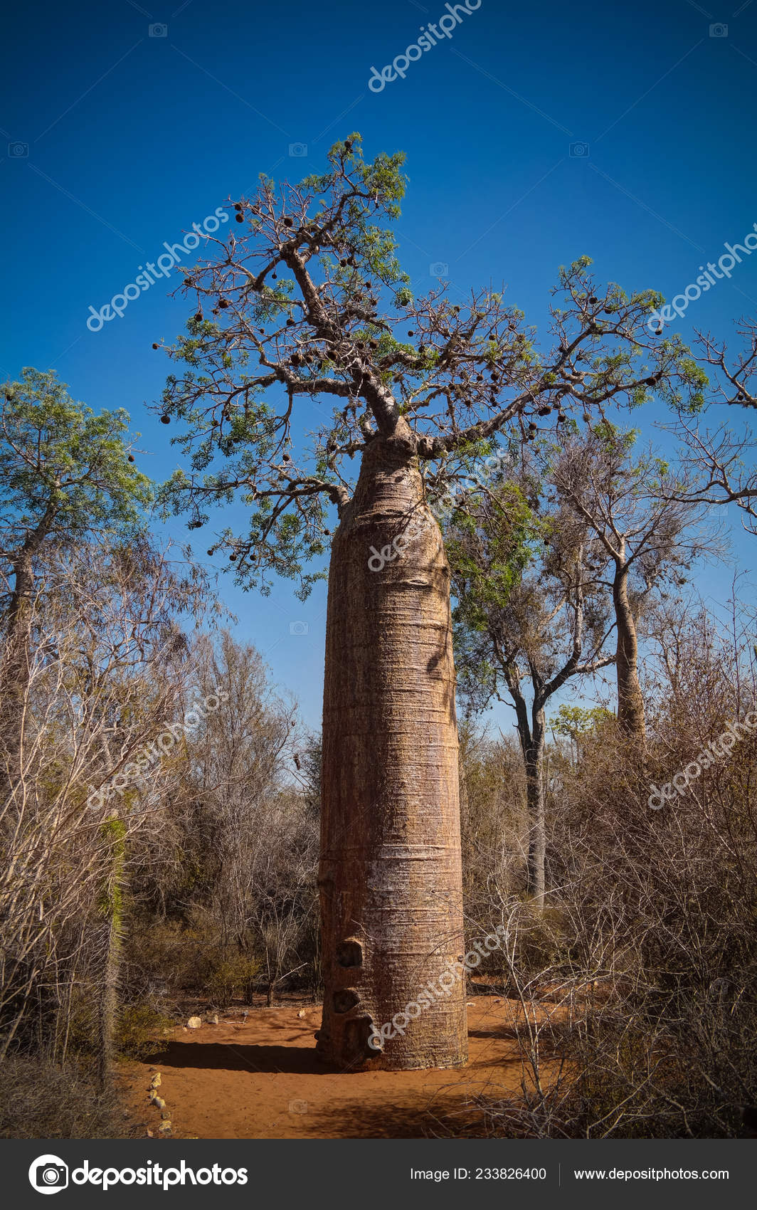 Landscape Adansonia Grandidieri Baobab Tree Reniala National Park Toliara Madagascar Stock Photo Image By C Homocosmicos Landscape Adansonia Grandidieri Baobab Tree Reniala National Park Toliara Madagascar Stock Photo Image By C Homocosmicos