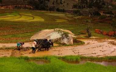Pirinç tarlaları ve Onive Nehri, Antanifotsy, Madagaskar, sürme çiftçi ile manzara