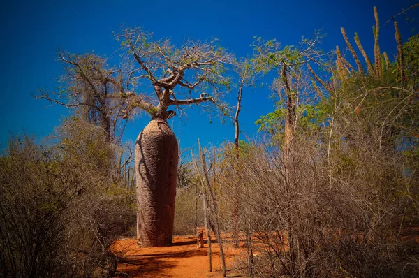 Landscape with Adansonia grandidieri baobab tree, Reniala national park, Toliara, Madagascar