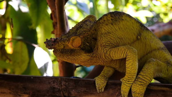Portrain Parsins Kameleon Marozevo Prowincji Toamasina Madagaskar — Zdjęcie stockowe