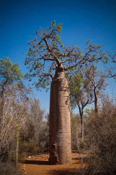 Paysage Avec Adansonia Grandidieri Baobab Parc National Reniala Toliara Madagascar — Photo