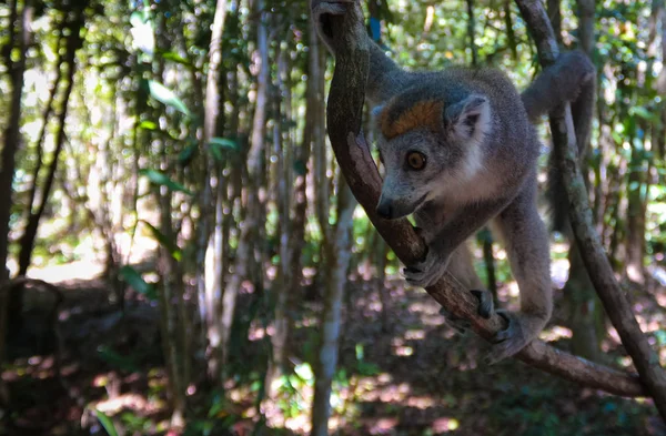 Porträtt Krönt Lemur Trädet Atsinanana Regionen Madagaskar — Stockfoto