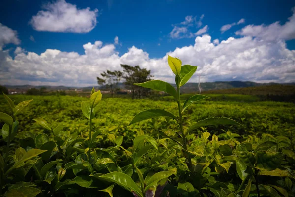 Paisaje Con Campos Sahambavy Fianarantsoa Madagascar —  Fotos de Stock