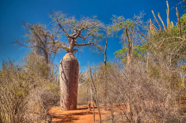 Пейзаж Adansonia Grandidieri Баобаб Дерево Национальный Парк Рениала Толиара Мадагаскар — стоковое фото