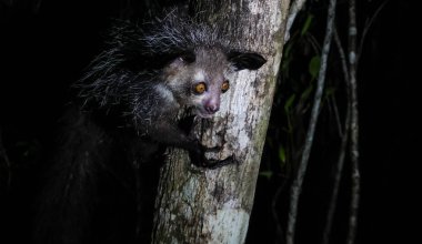 Night portrait of Daubentonia madagascariensis aka Aye-Aye lemur, Atsinanana region in Madagascar clipart