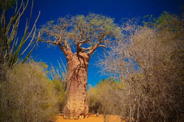 Paisagem Com Adansonia Grandidieri Baobab Árvore Parque Nacional Reniala Toliara — Fotografia de Stock