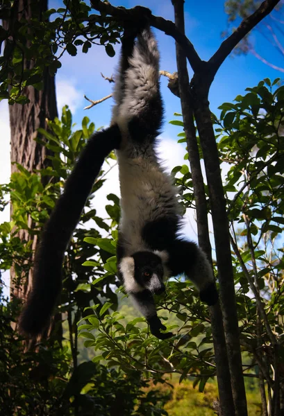 Портрет Черно Белого Лемура Известного Varecia Variegata Vari Lemur Дереве — стоковое фото