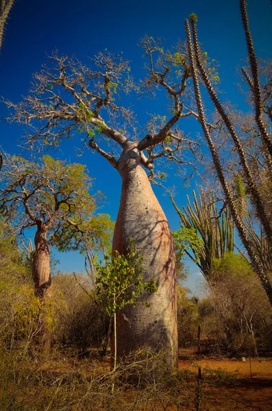 Paisagem Com Adansonia Grandidieri Baobab Árvore Parque Nacional Reniala Toliara — Fotografia de Stock