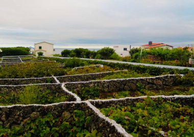 Azores, Portekiz Terceira Adası'nda geleneksel üzüm bağı