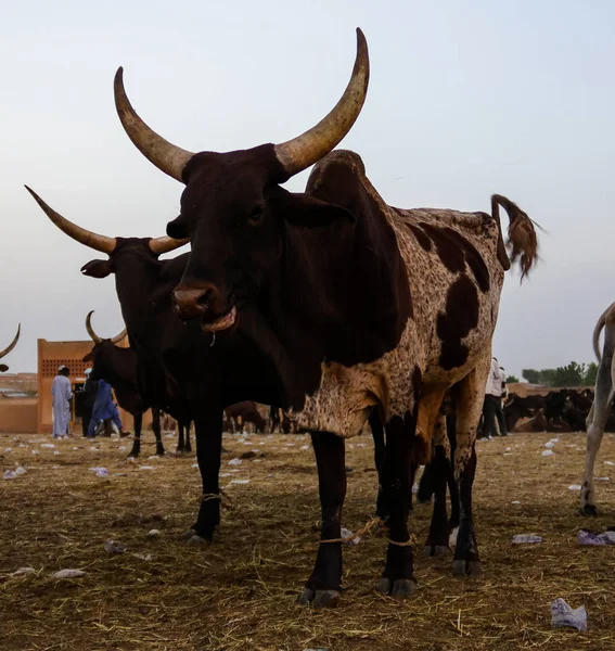 Portrait of ankole-watusi bighorned bull , Zinder cattle market, Niger