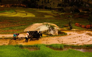 Pirinç tarlaları ve Onive Nehri - 03 bugün sürme çiftçi ile 2018 Antanifotsy, Madagaskar manzara