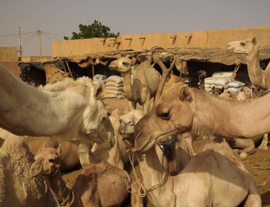 Deve Agades, hava, Nijer sığır pazarında