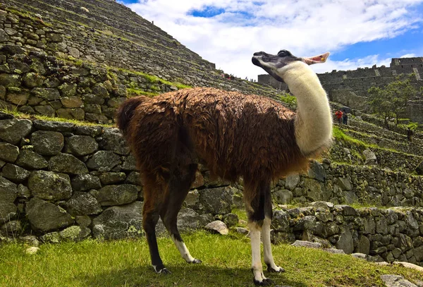 マチュピチュ遺跡、クスコ、ペルーでラマ — ストック写真