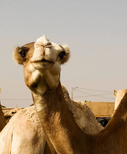 尼日尔航空公司 agades 当地牛市的骆驼 — 图库照片