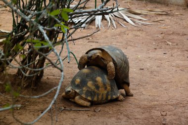 Tirtle birleşme ağaç, Arivonimamo, Antananarivo, Madagascar altında portresi