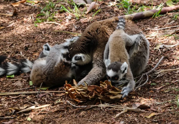 ワオキツネザル Lemur catta Lemirs 公園、Arivonimamo、アンタナナリボ、マダガスカルの別名キングジュリアンの肖像画 — ストック写真