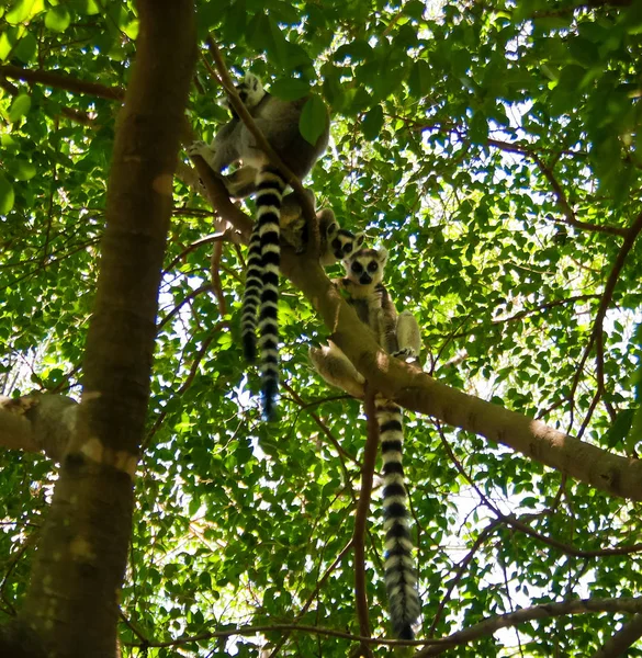 ワオキツネザル Lemur catta Manambolo、Ambalavao、マダガスカルでアニャ コミュニティ予備の別名キングジュリアンの肖像画 — ストック写真