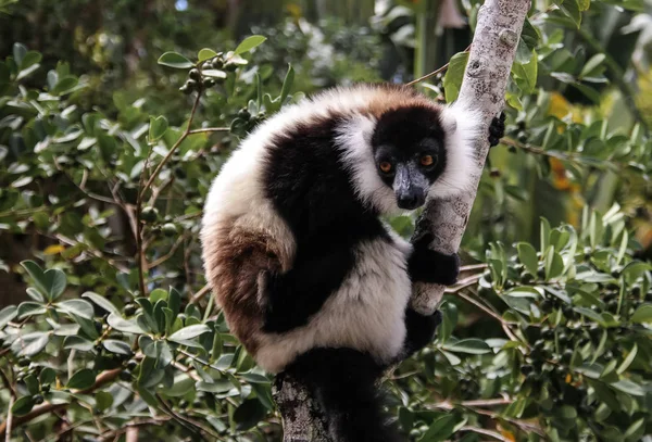 Портрет черно-белого лемура, известного как Varecia variegata или Vari lemur на дереве, регион Атсинананана, Мадагаскар — стоковое фото