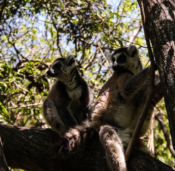 Ritratto del lemure dalla coda ad anello Lemur catta aka Re Julien nella riserva comunitaria di Anja a Manambolo, Ambalavao, Madagascar — Foto Stock