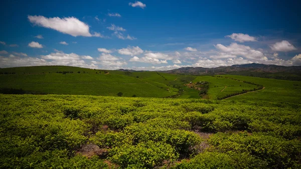 Paesaggio con campi da tè a Sahambavy, Fianarantsoa, Madagascar — Foto Stock