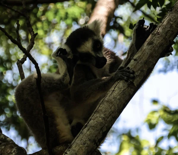 Portret van de ringstaartmaki Lemur catta aka koning Julien in Anja communautaire Reserve op Manambolo, Ambalavao, Madagascar — Stockfoto