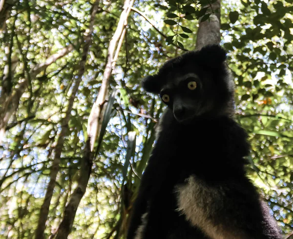Portrait of Indri Indri lemur at the tree, Atsinanana region, Madagascar — Stock Photo, Image