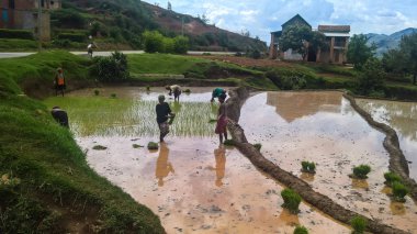 Sürme çiftçiler Antanifotsy, Madagaskar ile manzara