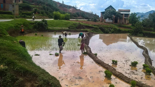 Sürme çiftçiler Antanifotsy, Madagaskar ile manzara