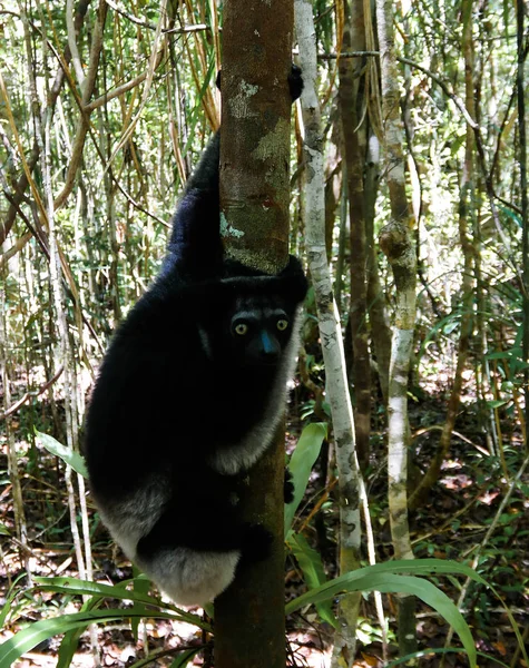 Retrato de lémur Indri Indri en el árbol, región de Atsinanana, Madagascar — Foto de Stock