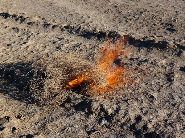 Tumbleweed ardente no deserto de Aralcum como uma cama do mar anterior de Aral, Karakalpakstan, uzbequistão — Fotografia de Stock