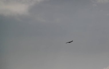 Condor Condor çapraz veya Cruz Del Condor bakış açısı, Chivay, Peru Colca Kanyon'da yukarıda