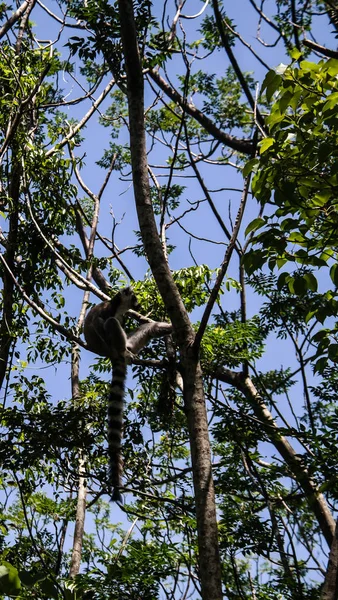 Πορτρέτο του catta λεμούριος ring-ουρά κερκοπίθηκος King Julien aka στο Anja κοινοτικό αποθεματικό κατά Manambolo, Ambalavao, Μαδαγασκάρη — Φωτογραφία Αρχείου