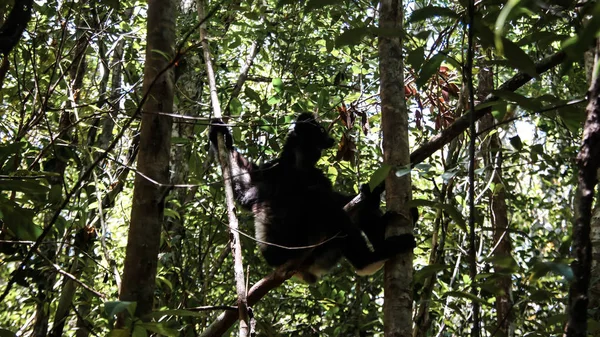 Портрет Indri Indri Лемур на дерево, Atsinanana область, Мадагаскар — стокове фото