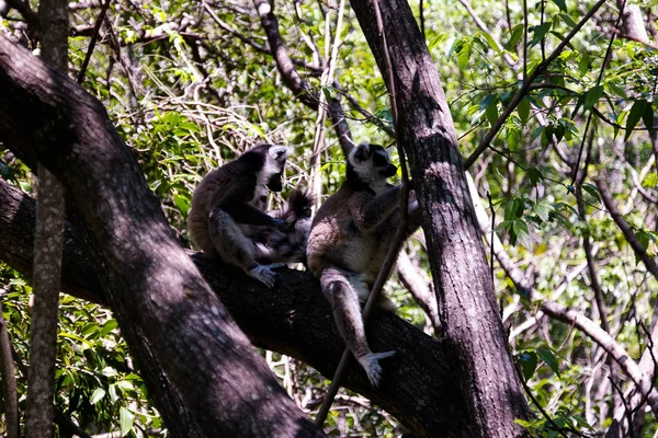 Retrato do lêmure-de-cauda-anelada Lemur catta aka King Julien in Anja Community Reserve at Manambolo, Ambalavao, Madagascar — Fotografia de Stock