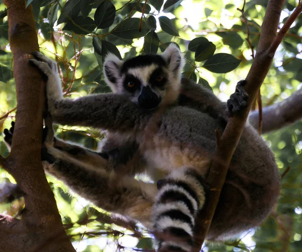 Portret van de ringstaartmaki Maki catta, Madagaskar — Stockfoto