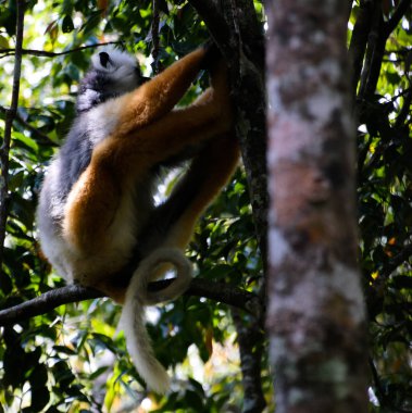 Portresi diademed Sifaka aka Propithecus Diadema Madagaskar