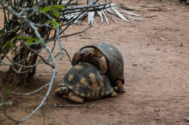 Tirtle birleşme ağaç, Arivonimamo, Antananarivo, Madagascar altında portresi