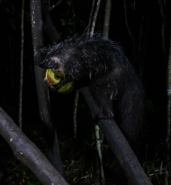 Nocny portret Daubentonia madagascariensis aka Aye-Aye lemur, Atsinanana region, Madagaskar — Zdjęcie stockowe