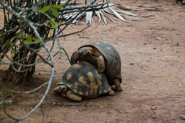 Tirtle birleşme ağaç, Arivonimamo, Antananarivo, Madagascar altında portresi